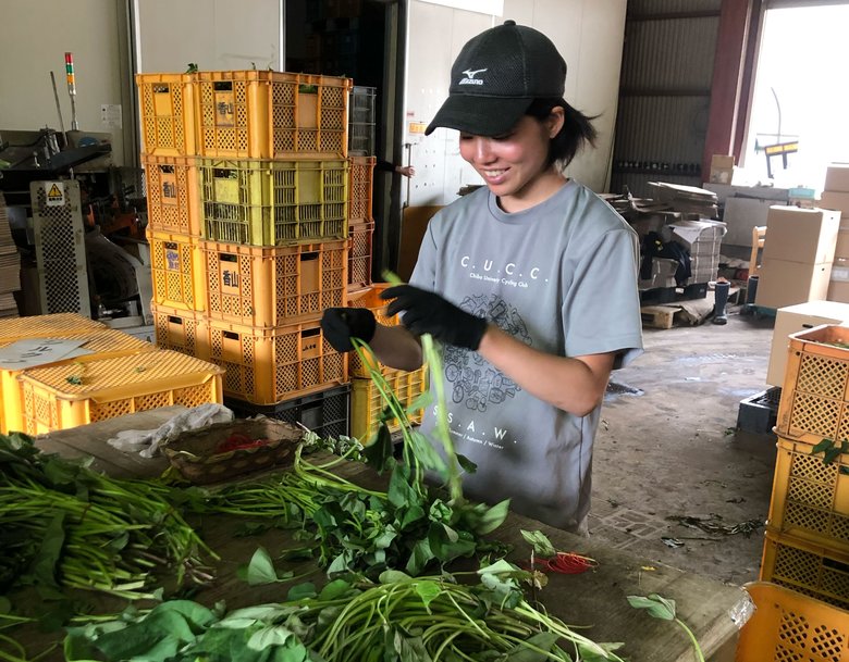 さつまいも農家で「おてつたび」する様子