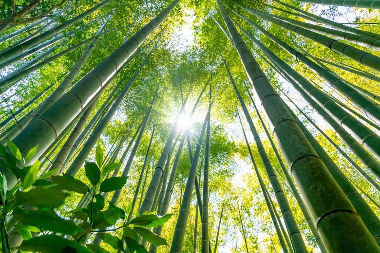 放置竹林が全国的に問題になっている