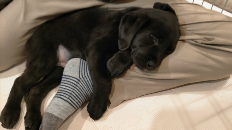 家族のひざの上でうたた寝することも