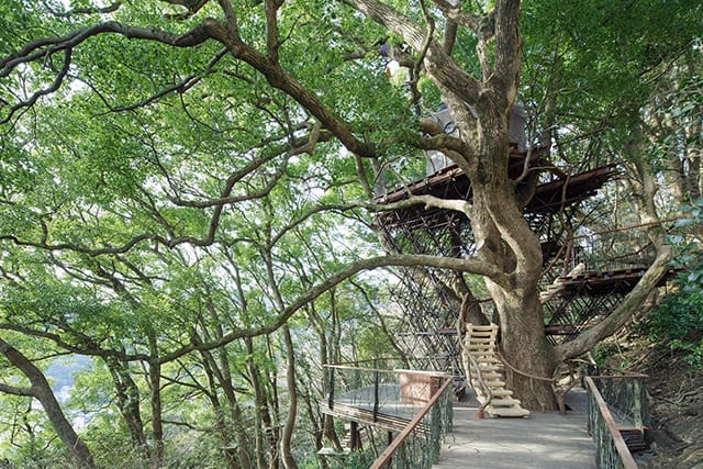 森の空中基地くすくすのメインとなるツリーハウス