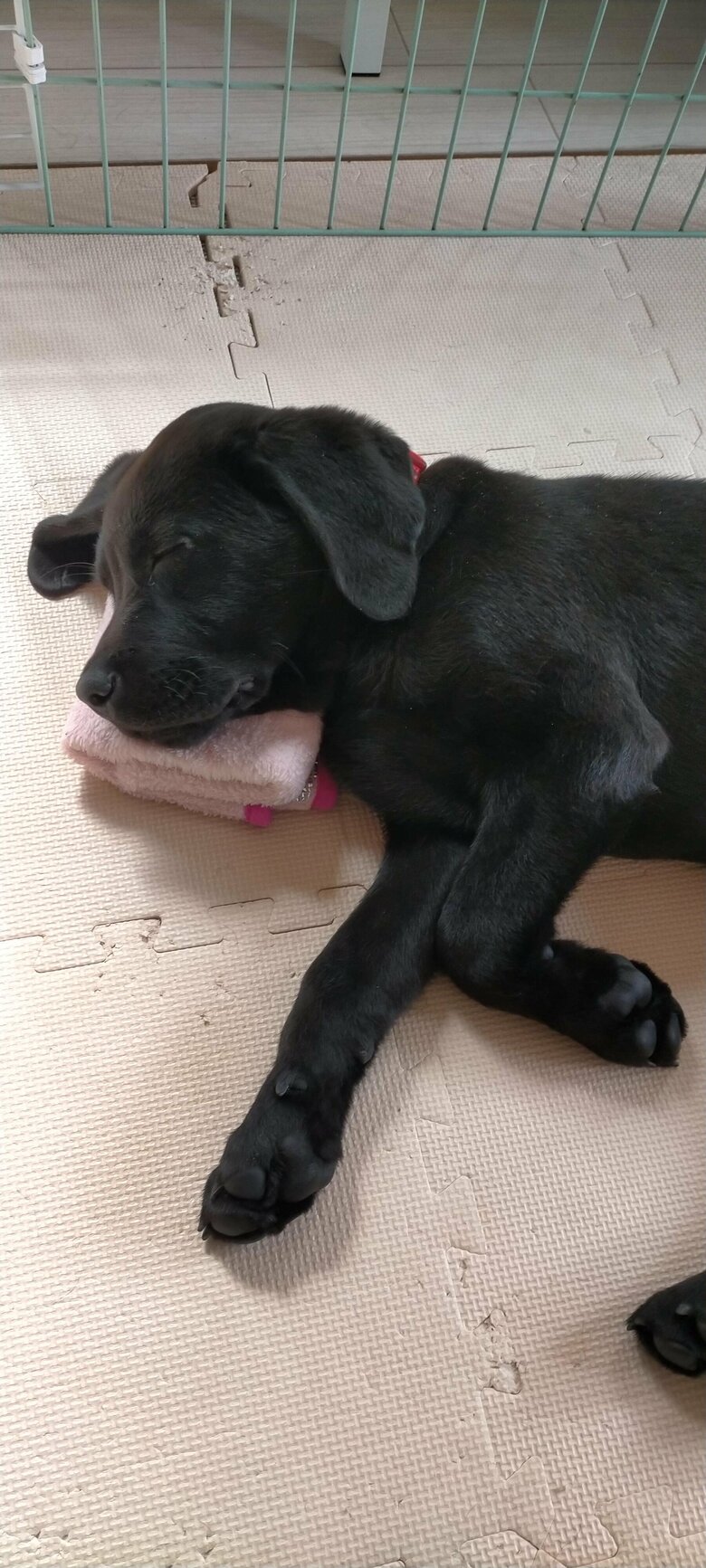 子犬が夜鳴きすると知らず、家族全員で対応した