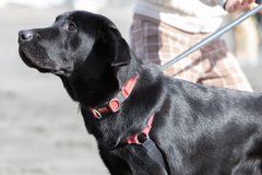 ペットとは違う“盲導犬”を目指す子犬を育てて「家族の価値観、世界まで広がった」