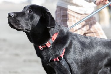 ペットとは違う“盲導犬”を目指す子犬を育てて「家族の価値観、世界まで広がった」