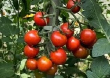 【食育体験】スーパーで買うだけなんてもったいない！野菜の収穫体験とベランダ菜園レポ