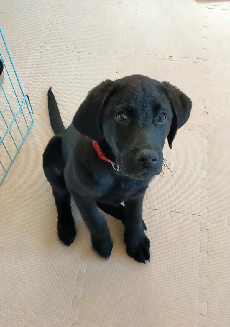 高梨家に来て1か月経った頃のリアン