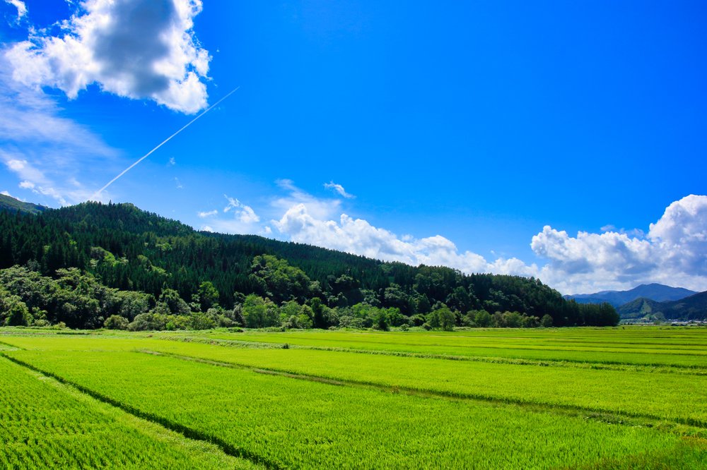 shutterstock_1131628853