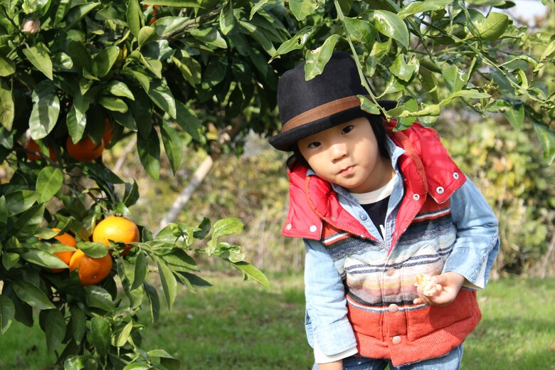 3歳8ヶ月。ドイツ村でみかん狩り