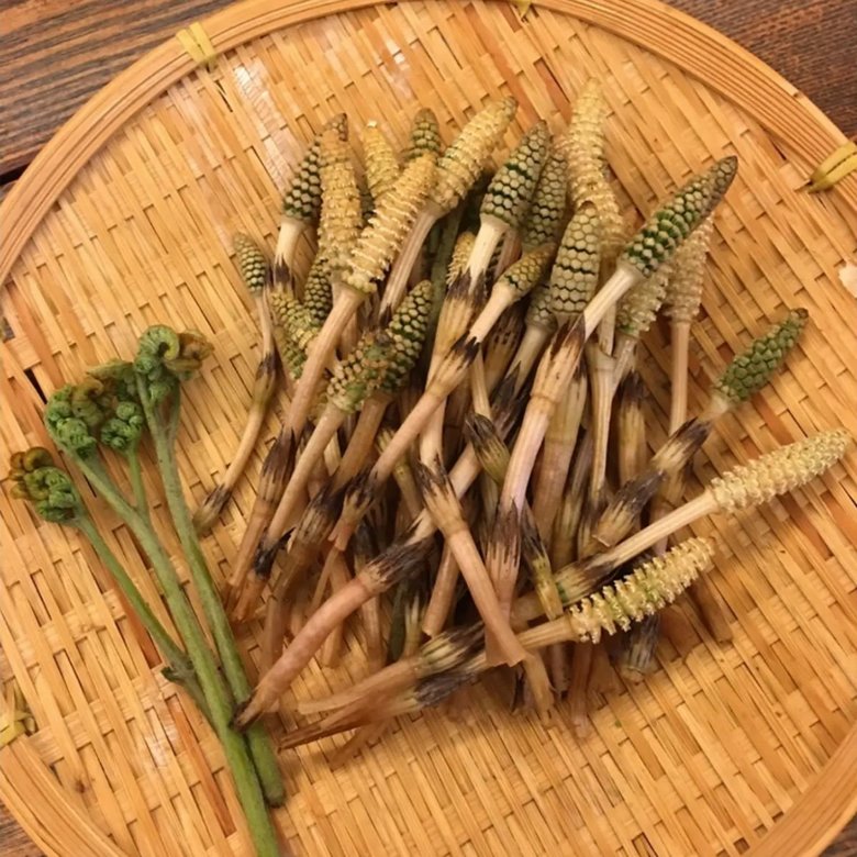 財前さんが収穫した春の山菜。SNSでは地元・大分の魅力を発信している