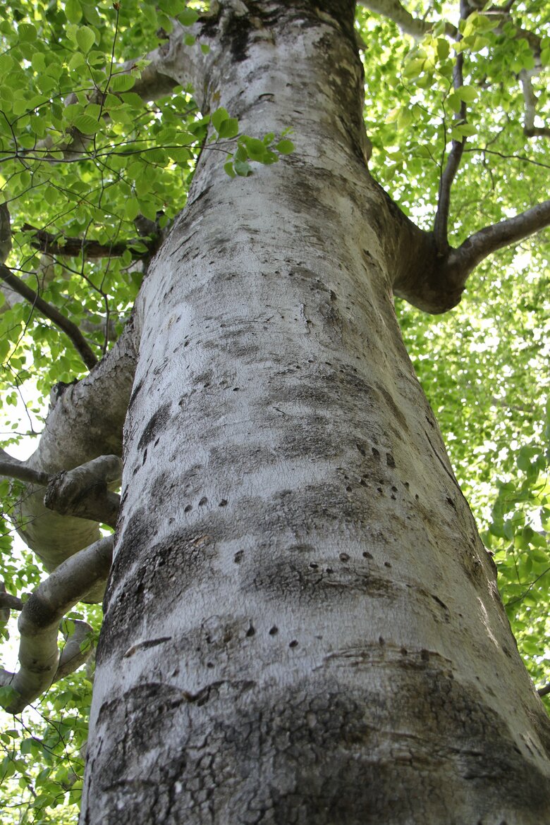 ブナの木に残されたクマの爪痕