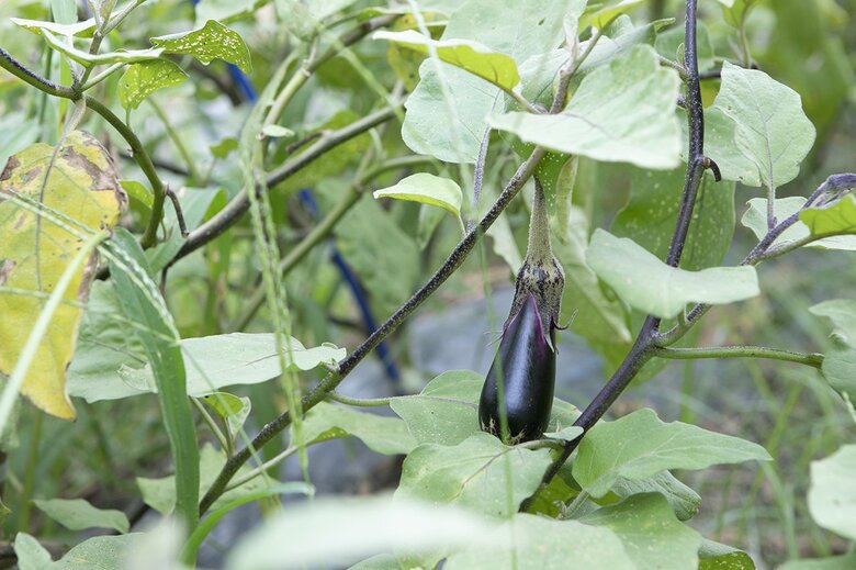 校内に野菜農園もあり購入もできる「見た目も鮮やかななす」が食欲をそそる