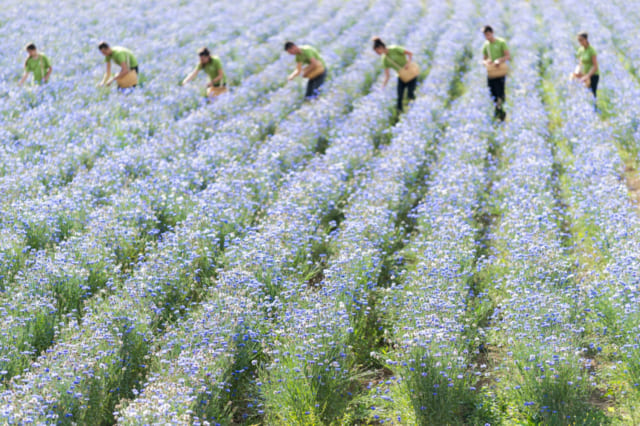 ラ・ガシリに所有する60ヘクタールの自社農園。原料となる植物を有機栽培している
