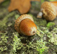 大好きすぎてCM出演を打診！？堂本剛さんの“どんぐりガム愛”が深すぎる！