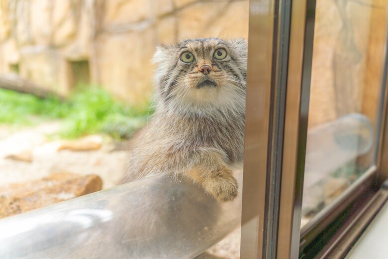 何か言いたげなマヌルネコのポリー