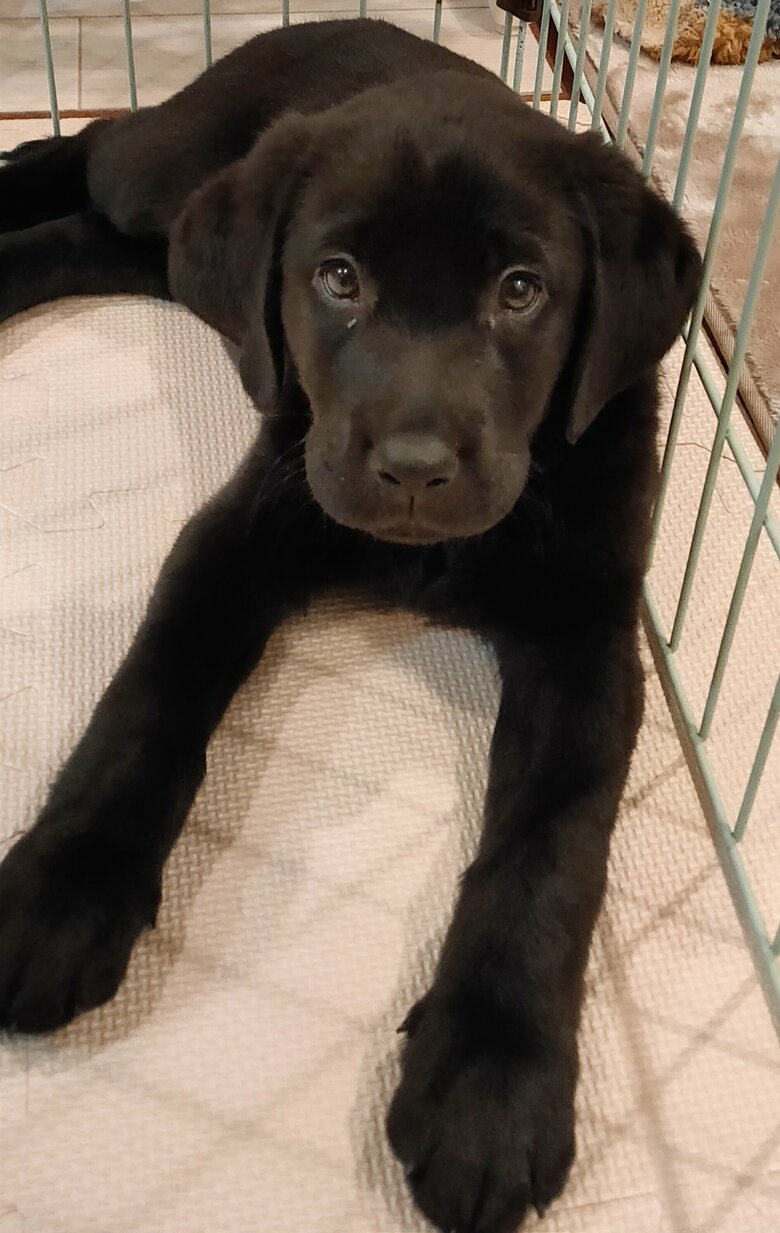 高梨家に来た初日のリアン