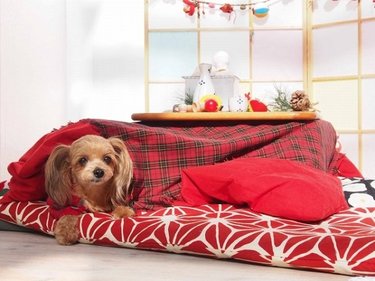 ぬくぬくがやめられなーい♡こたつのメリットと意外な落とし穴