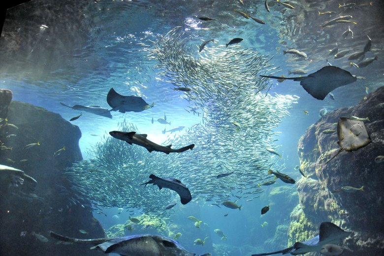 新江ノ島水族館で人気の相模湾ゾーンも素敵
