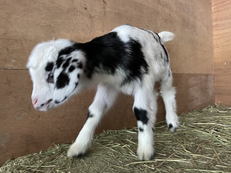 むつざわヤギ牧場の子ヤギ