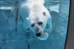 「体重測れない」国内最大級のホッキョクグマを救え！200万円の体重計整備費に全国から支援