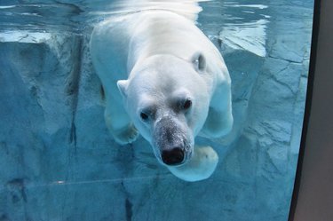 「体重測れない」国内最大級のホッキョクグマを救え！200万円の体重計整備費に全国から支援