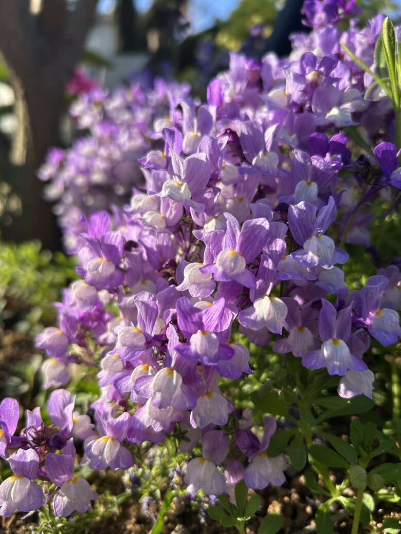 朝だからこそ撮影できる貴重な花々の写真。素敵です！