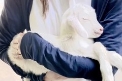 「子ヤギ寝かしつけで入場無料」キュンとする寝顔はTikTokでもたちまち70万回再生！