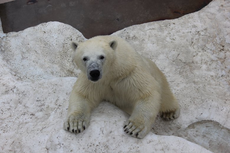 豪太とユキの子ども・フブキ。1歳半にしてすでに体重は母親越え！