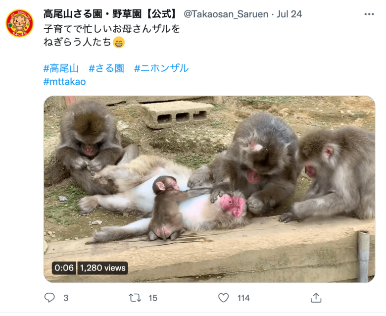 毛づくろいは猿のコミュニケーション