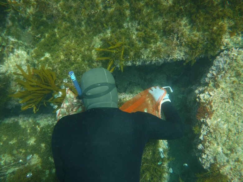 アワビ稚貝を放流して成長を見守るのも海女の仕事