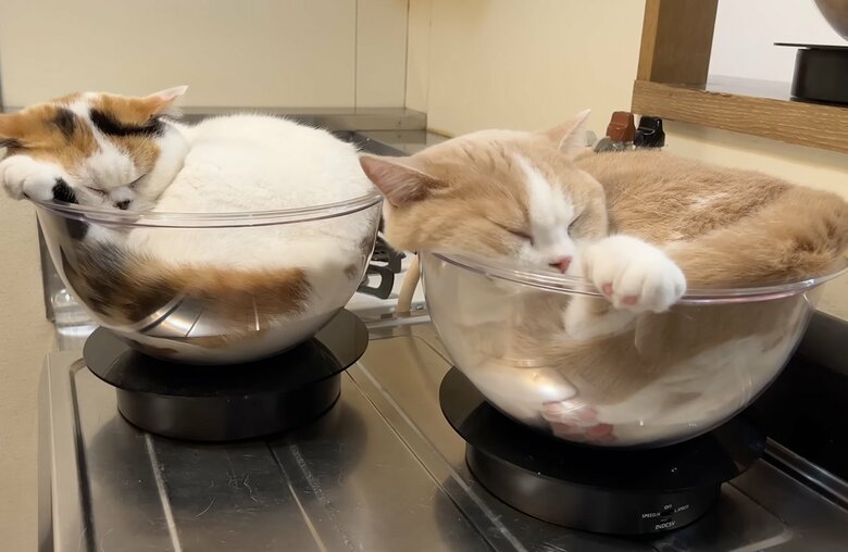 ターンテーブルの上にボールを置き、その中で回転するのもお気に入り