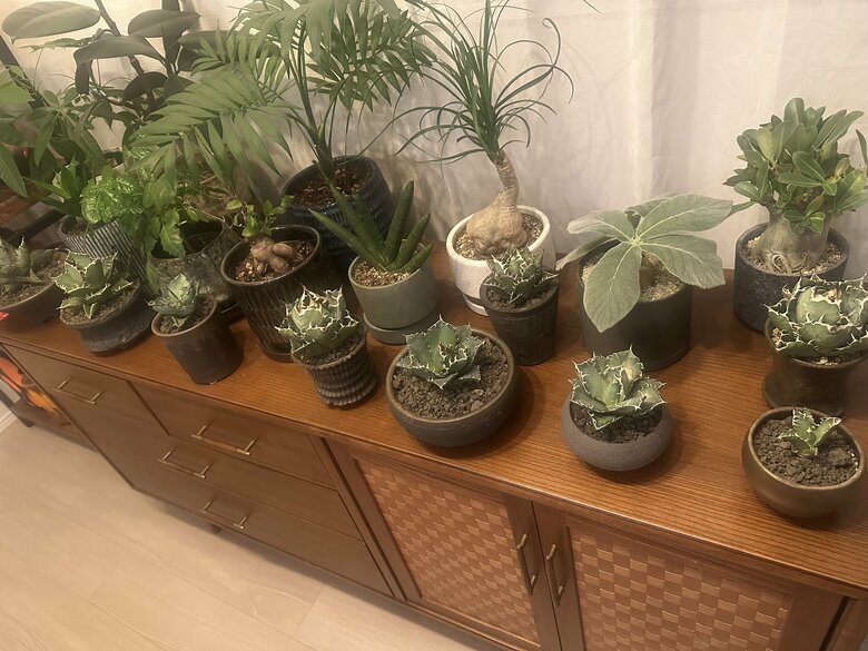 「気づいたらこんなに増えていた」という観葉植物