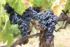 秋の味覚“ぶどう”の選び方にはヒミツがあった！