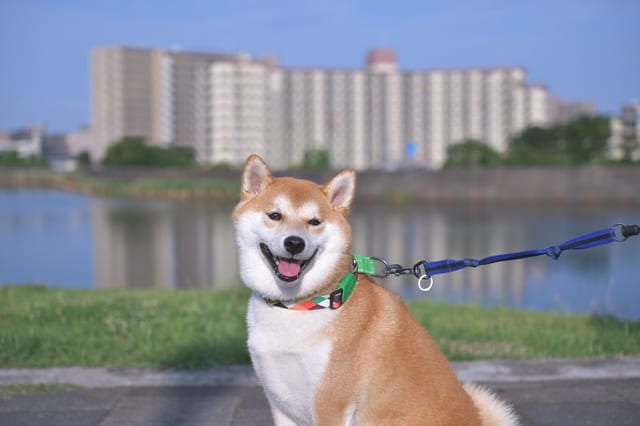 さすが 所ジョージさんの 迷惑な犬の落とし物 に対する発想の転換 Chanto Web