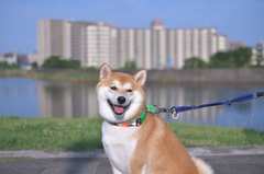 さすが！所ジョージさんの「迷惑な犬の落とし物」に対する発想の転換