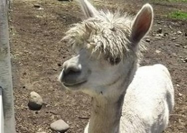 夏休み旅行にお薦めの「那須」！子連れに優しく家族で楽しめるレジャー満載