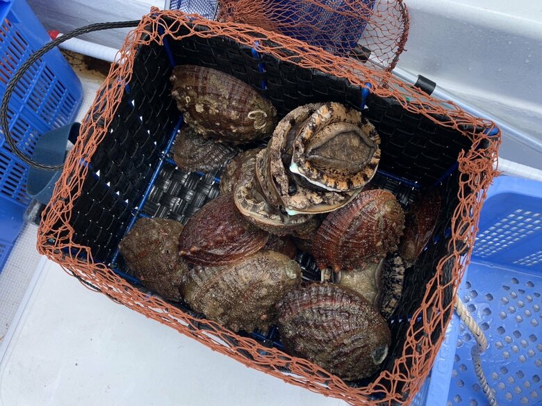 漁で獲ったアワビ。ベテランになるとこのカゴには入りきらないことも