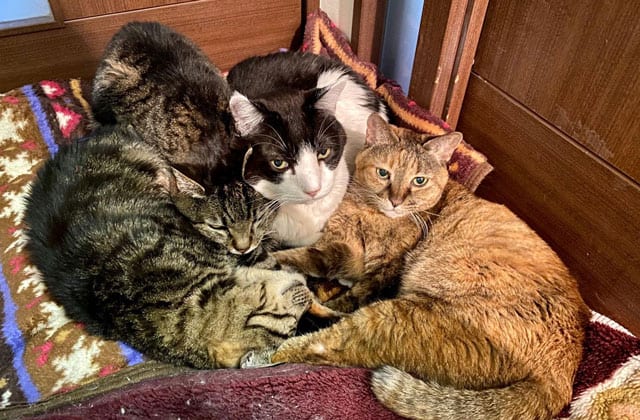 実家で飼っていた猫