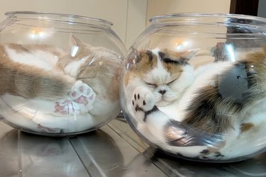 猫はやっぱり液体！？金魚鉢にフィットする姿が「ニャンだフル〜」