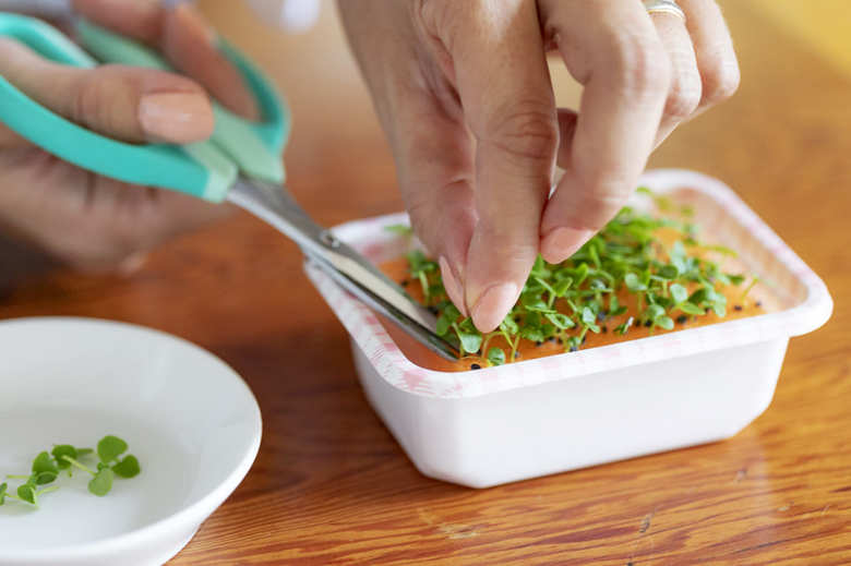 水耕栽培で間引く方法