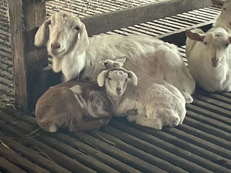 むつざわヤギ牧場のヤギたち