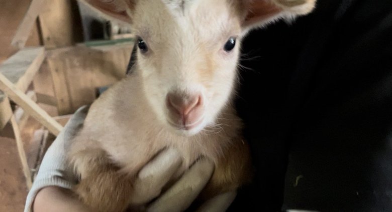 むつざわヤギ牧場のヤギ