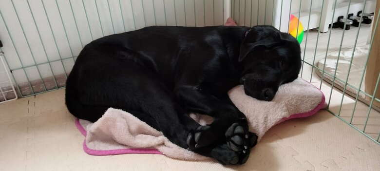 スヤスヤと眠る姿が愛らしいラブラドールレトリーバーのリアン