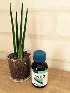 ドラックストアで手に入る、エッセンシャルオイルで楽しむアロマ生活