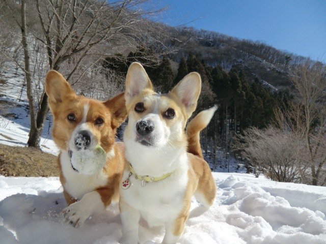 亡き愛犬のコワンとヌーイ