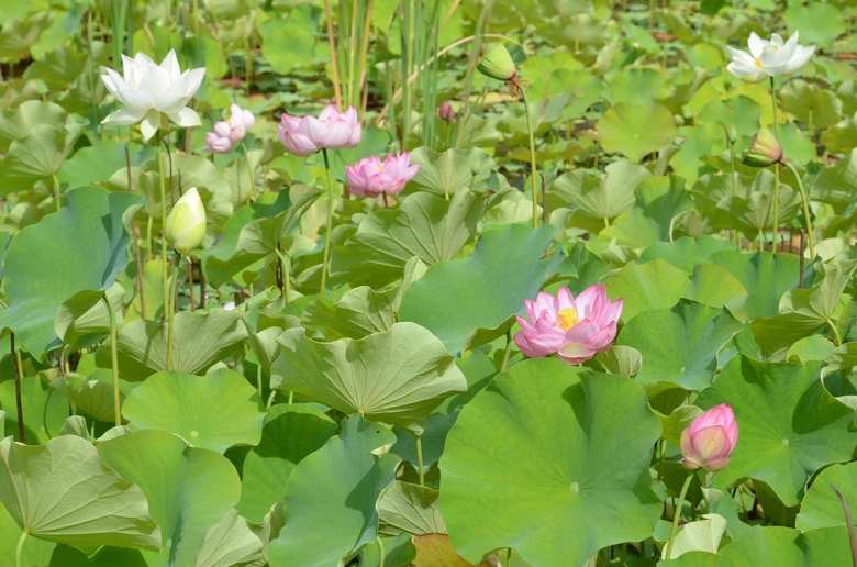 農園では様々な植物を栽培し、ビオトープ（人口の池）を作り、昆虫や鳥などが集まるような生態系を守る取り組みにも着手。