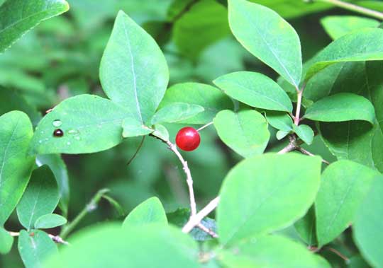 甘酸っぱいウグイスカズラの実
