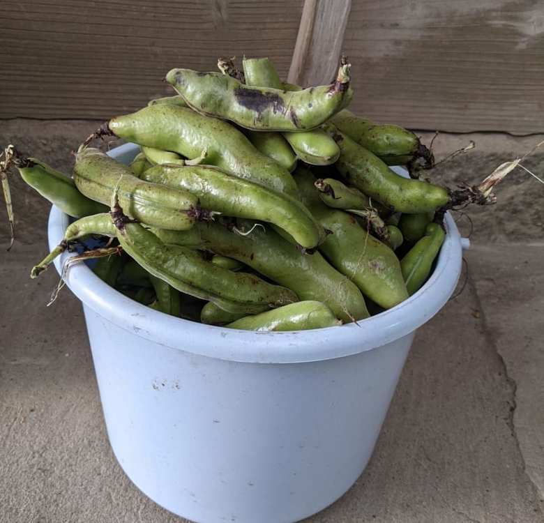 豊かな自然のなかで育まれたバケツいっぱいのそら豆。美味しい食べ物も安く手に入れられるのは地方の魅力の一つと語る佐川さん。