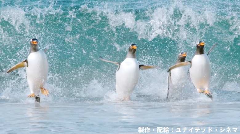 波打ち際を走るペンギン
