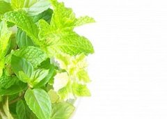 ミントの水耕栽培、苗や肥料はどうしても必要？