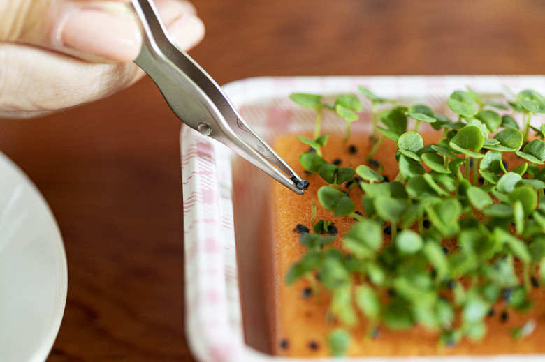 水耕栽培で間引く方法