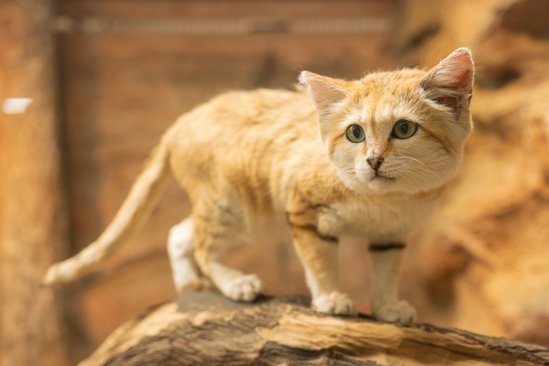 王国の危機を救ったお姫様「アミーラ」のお父さん「シャリフ」